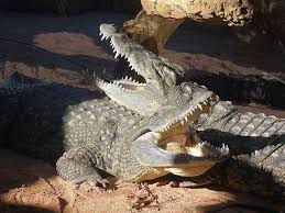 Breeding Crocodile Market Analysis Report By Key Players- Medicity, Cerner, Corporation, Allscripts Healthcare Solutions, Intersystems & Global Forecast