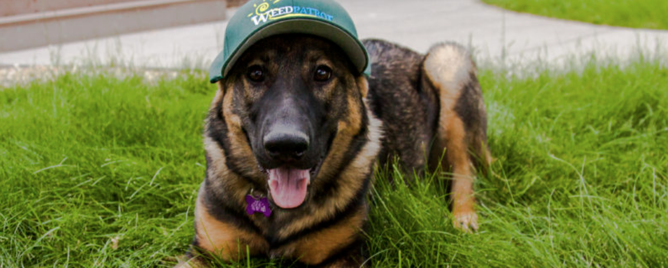 Weed Patrol - Edmonton Lawn Care