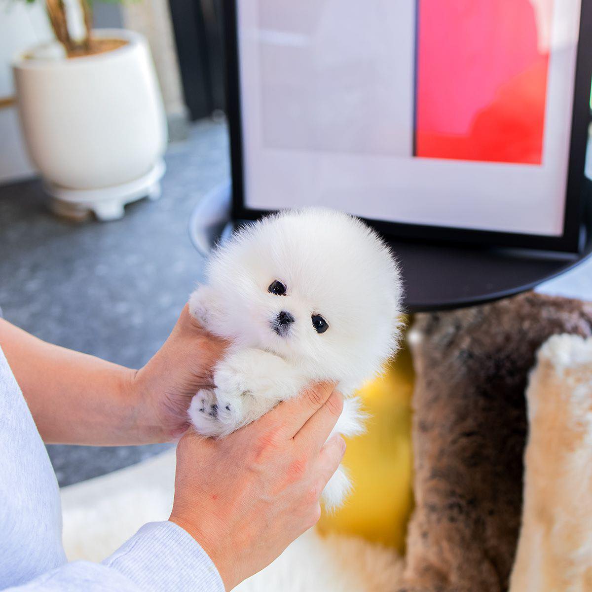 How to Deal with Maltese Doggies?