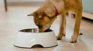 Why Finding the Right Pet Shop Matters for Your Pet's Well-being