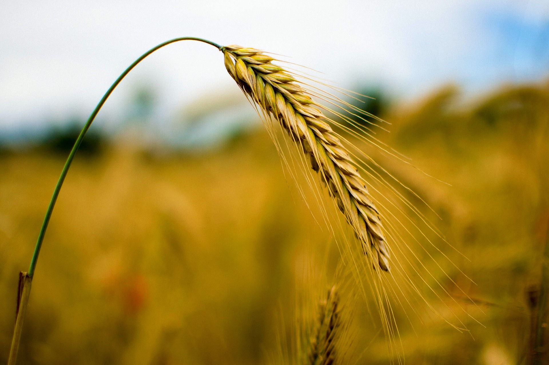 Agricultural Commodity Risk Management