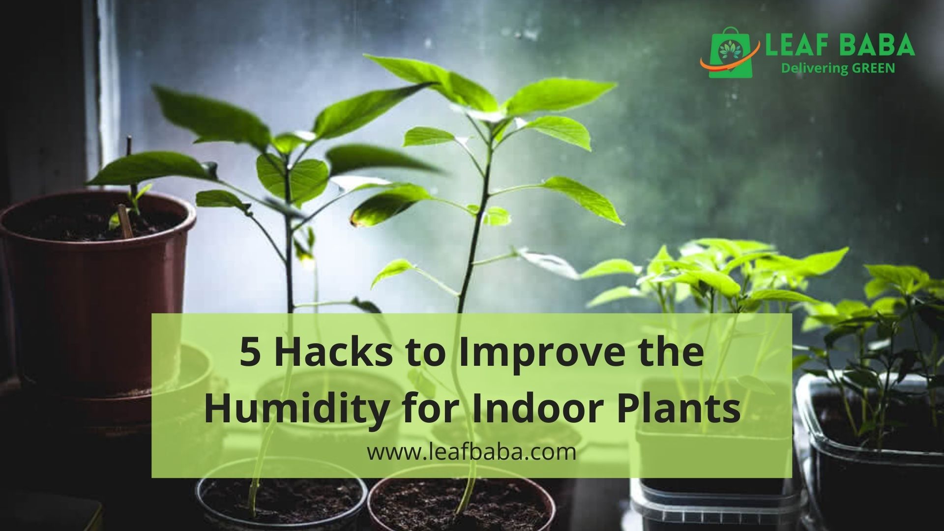 5 Hacks to Increase the Humidity Levels for Indoor Plants