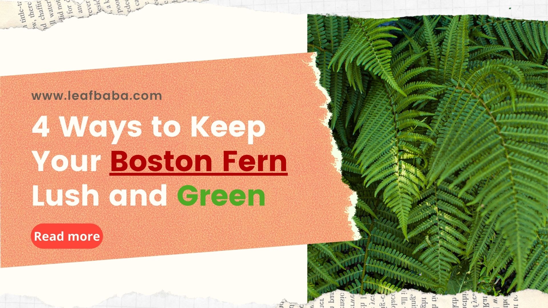 Top 4 Ways to Take Good Care of Your Boston Fern Plants