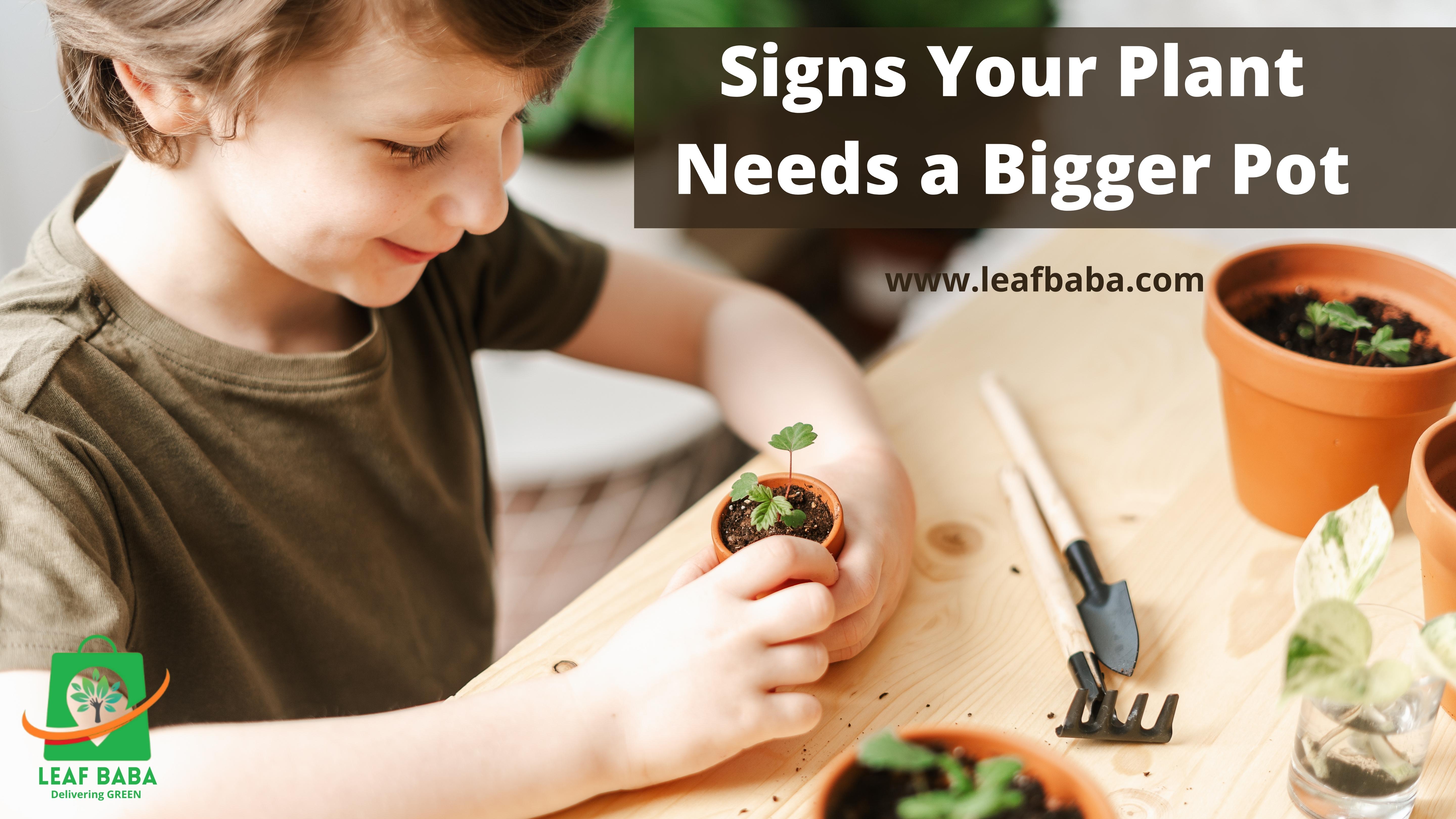 4 Signs Your Plant Needs a Bigger and New Pot