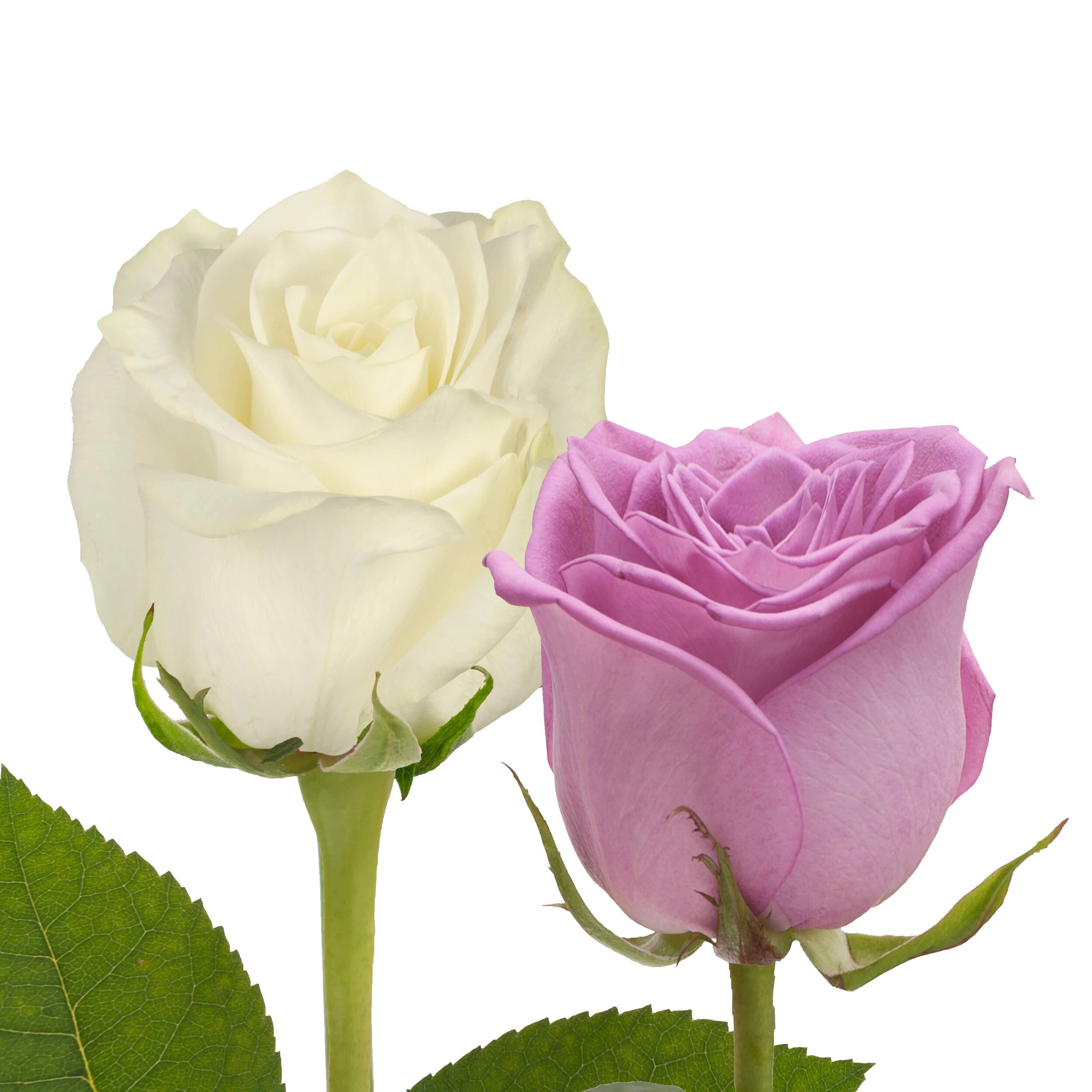 Buy Beautiful Lavender And White Roses Online | Your Rose Guy