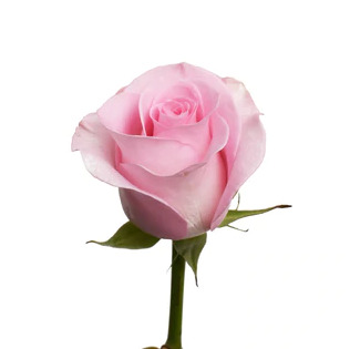 Best Way To Buy Sweet Akito Roses Online | Your Rose Guy