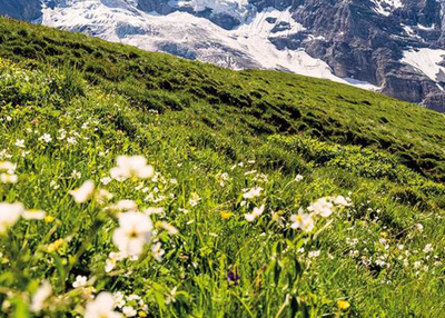 Top 5 Scenic Rail Journeys to cherish the beauty of Switzerland