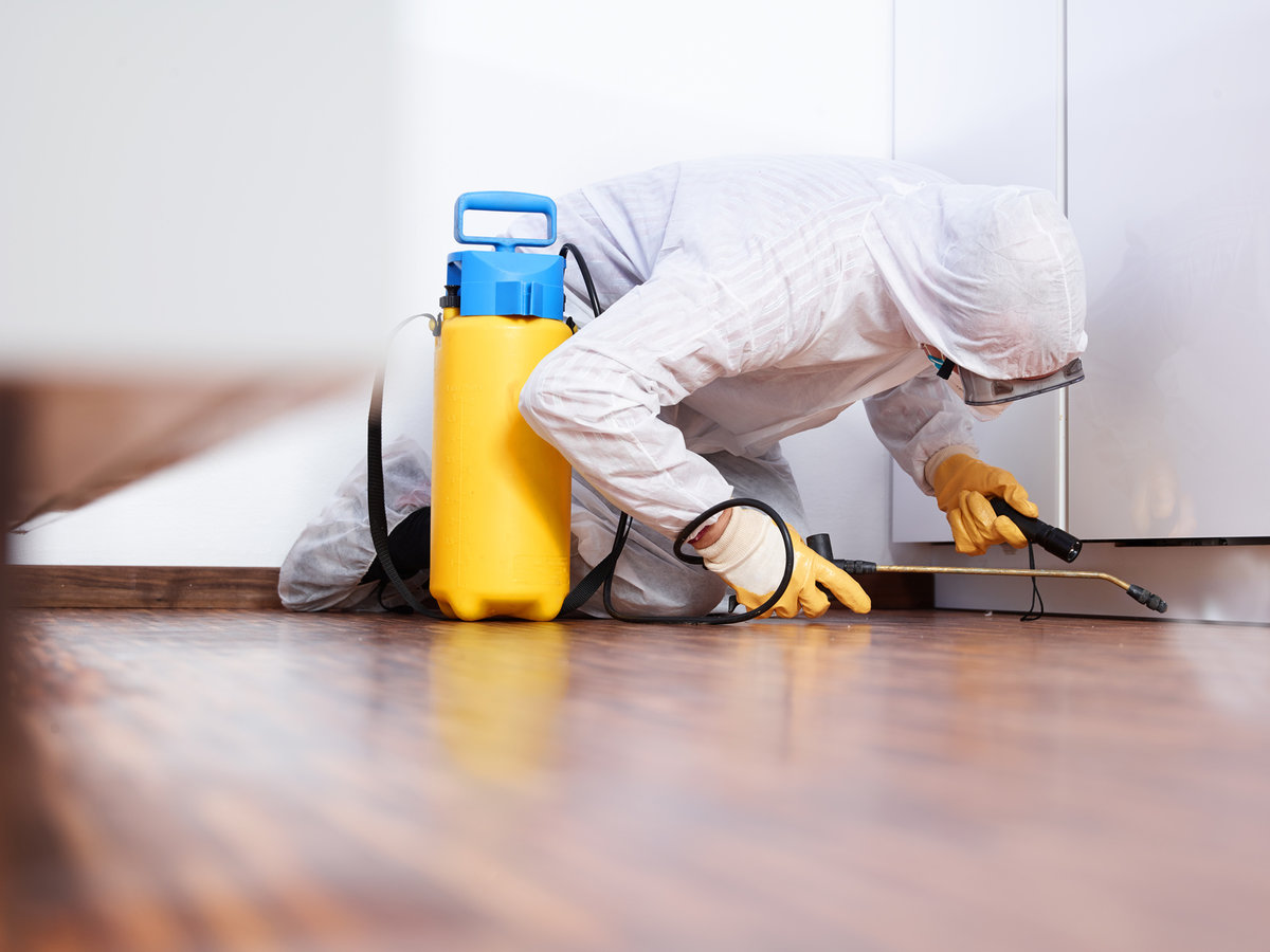 Top-Rated Pest Control Services in Bangalore for Homes & Businesses – Specific Home Services