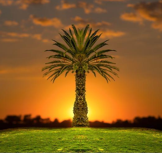 Effective Tips for Fine Art Photography