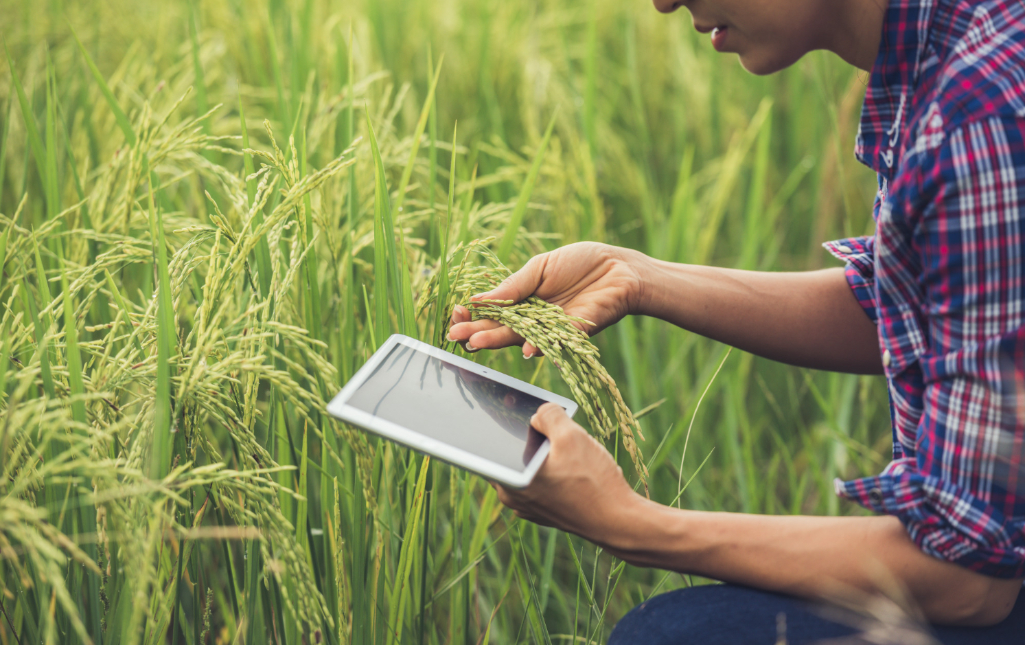 IoT in Agriculture Market - Focus on System, Application, and Country Analysis - Analysis and Forecast, 2019-2026