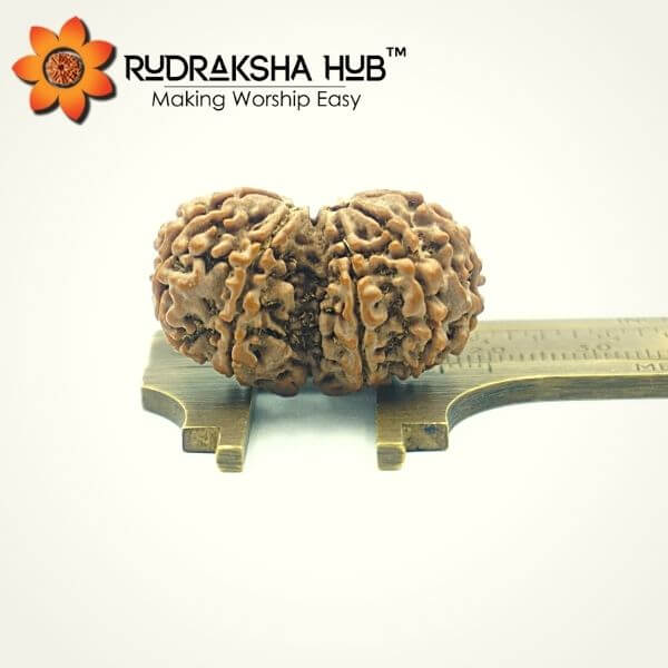 Gauri Shankar Rudraksha Benefits 