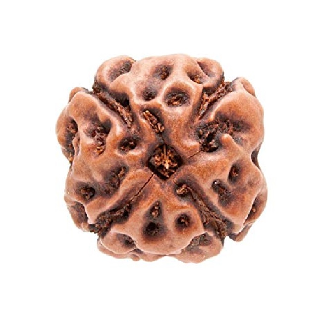4 Mukhi Rudraksha