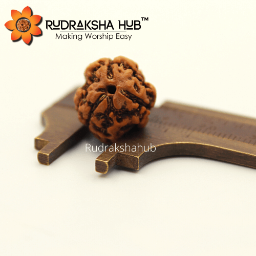 Three Mukhi Rudraksha