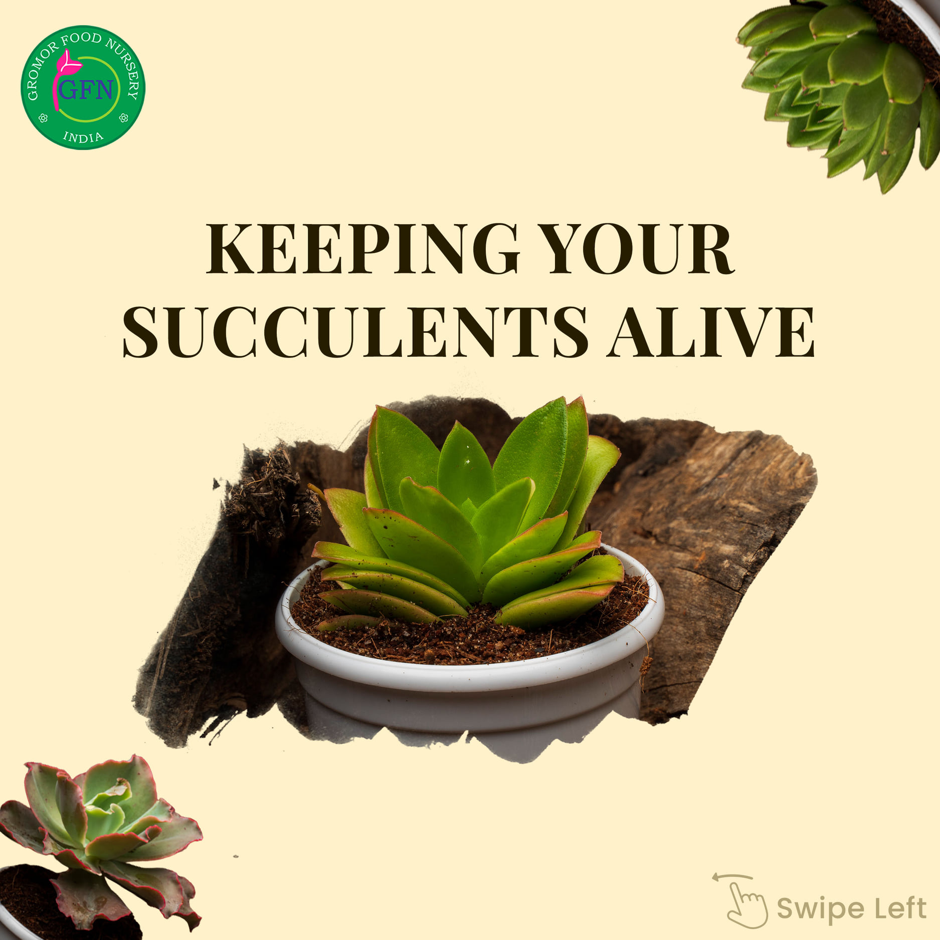 Go Green With Succulents At Gromor