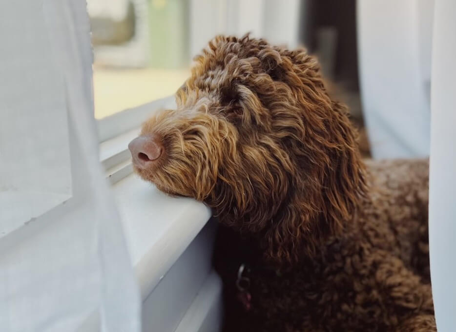 mini spoodles for sale