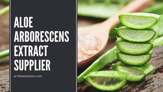 Discovering Aloe Arborescens Extract Supplier Uses & Benefits
