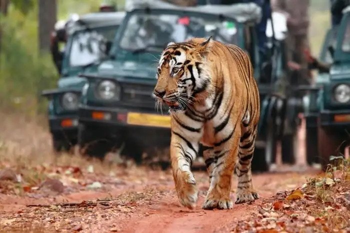 Ranthambore jungle safari : The Complete Guide