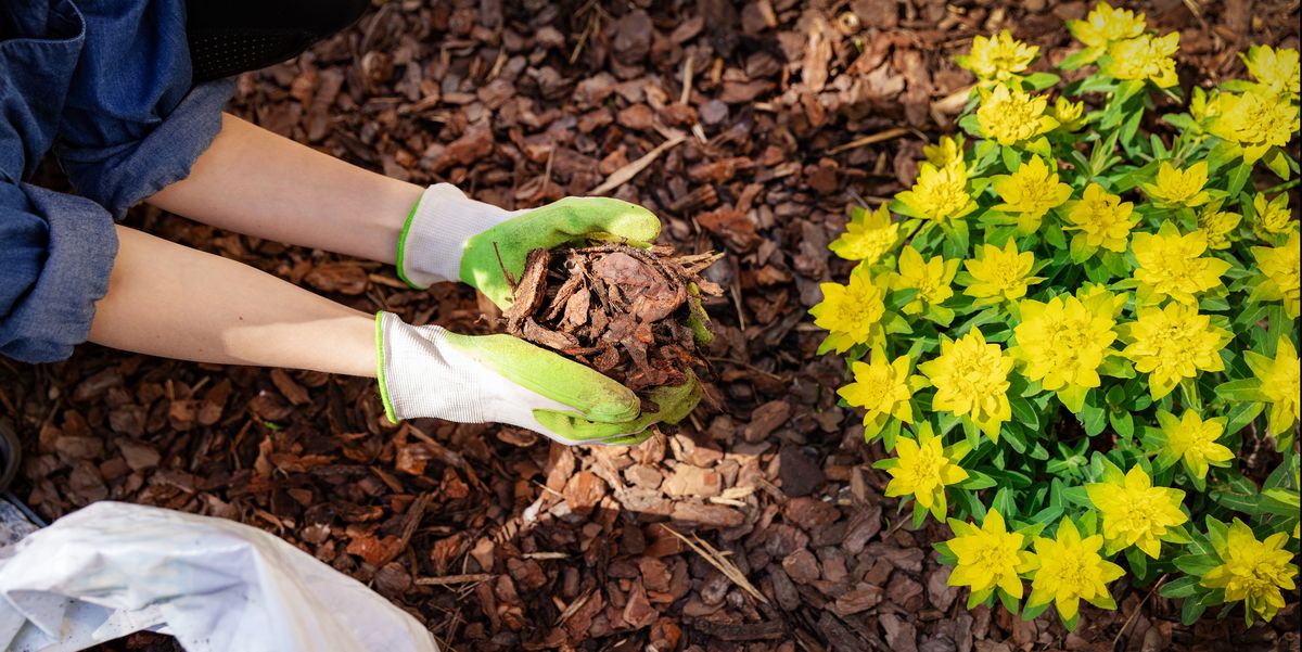 Why Mulch Matters in Every Garden: What You Need to Know