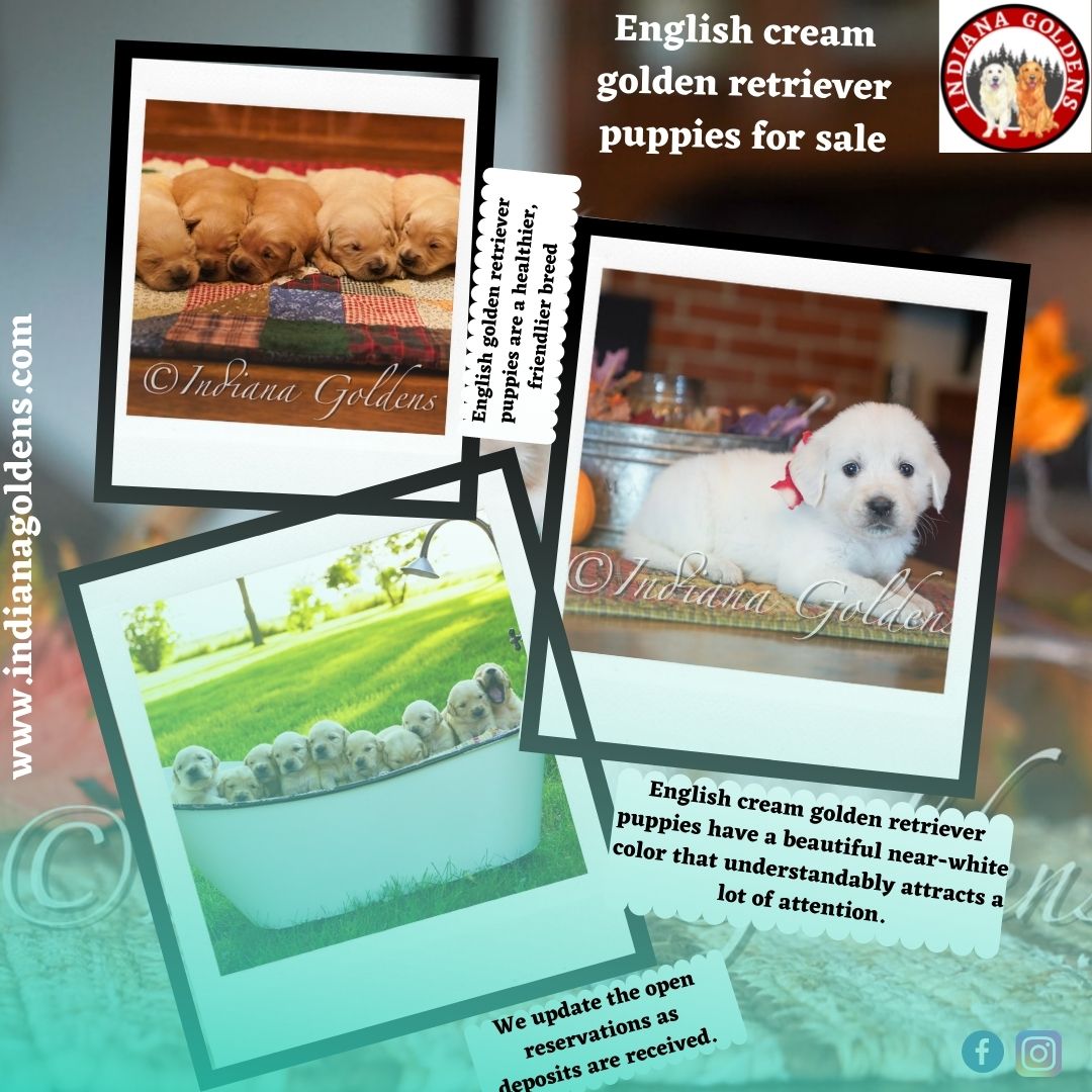 Get English cream golden retriever puppies for sale