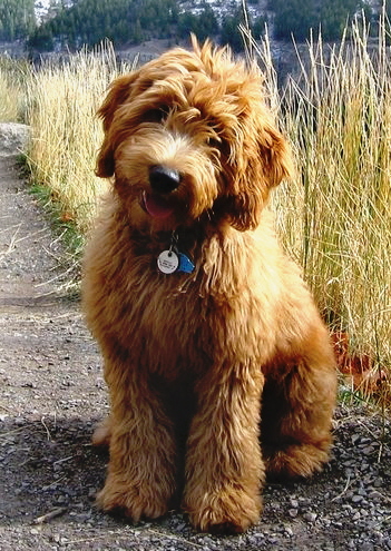 Top 4 Reasons You Should Adopt A Dog