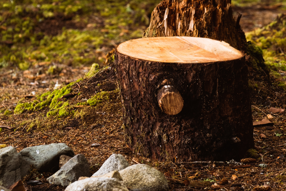 Stump Removal Do's and Don'ts