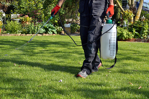 All You Need To Know About Types of Pests 