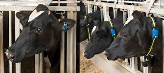 Global Livestock Monitoring and Identification Market 2022: COVID-19 Impact Analysis and Industry Forecast Report, 2028