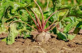 Global Beet Pulp Market Report, Latest Trends, Industry Opportunity & Forecast to 2028