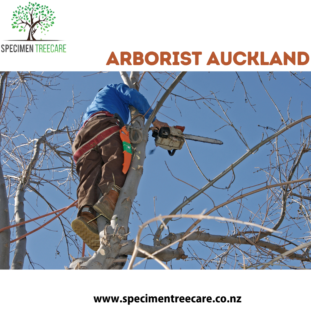 Arborist Auckland