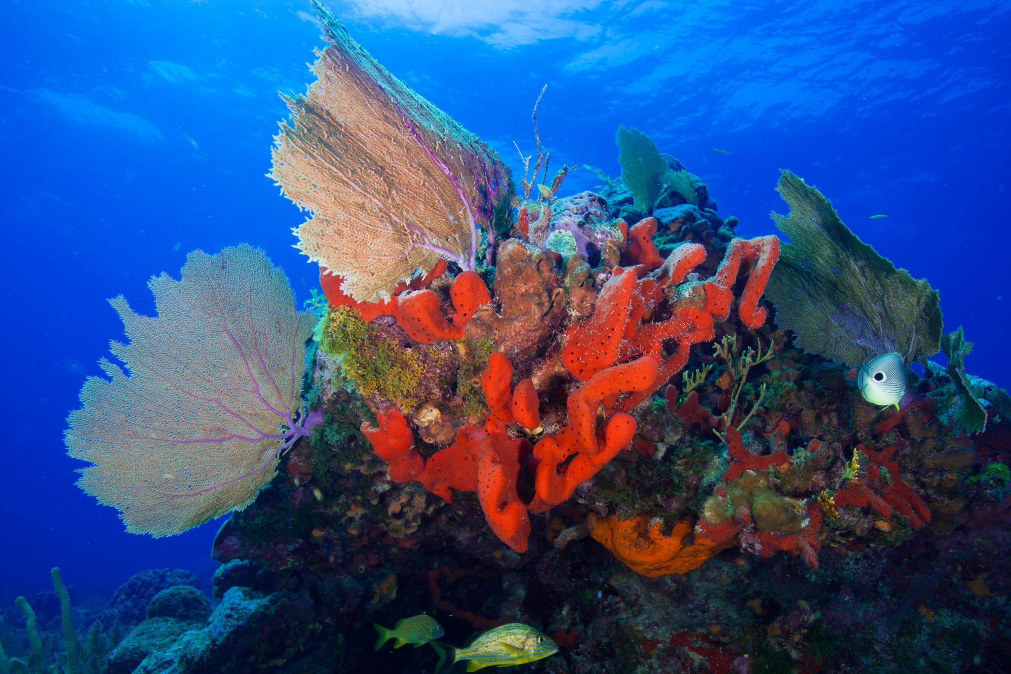 Award Winning Padi Courses Houston