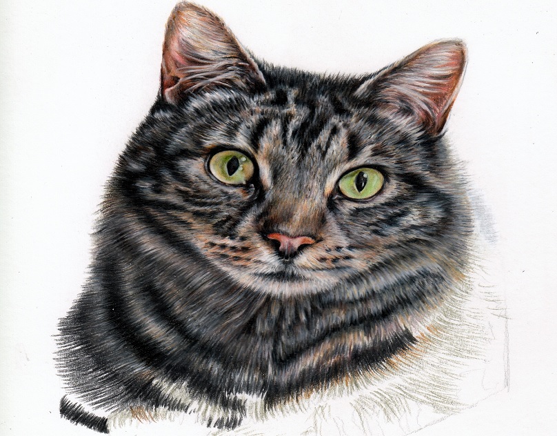 Drawing Tutorial Outline - Draw a Cat