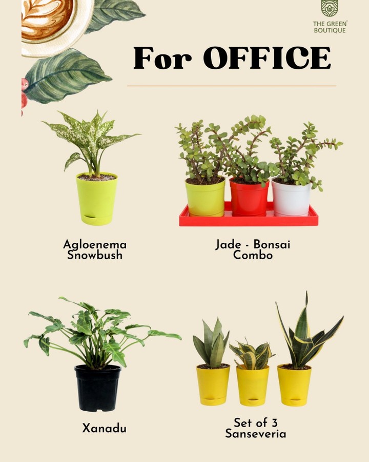 Lucky plants that bring health and prosperity