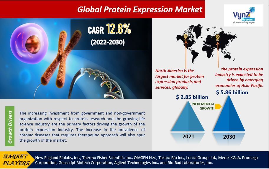 Global Protein Expression Market Size, Share, Growth and Demand Analysis by 2030 | VynZ Research