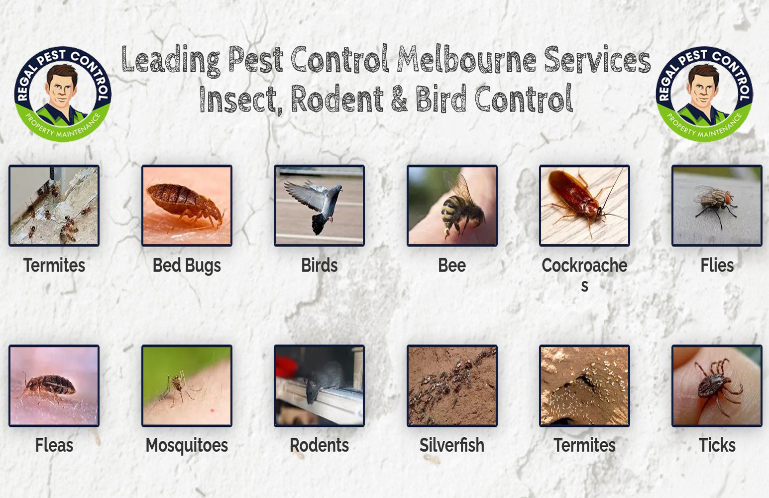 Pest Control Melbourne