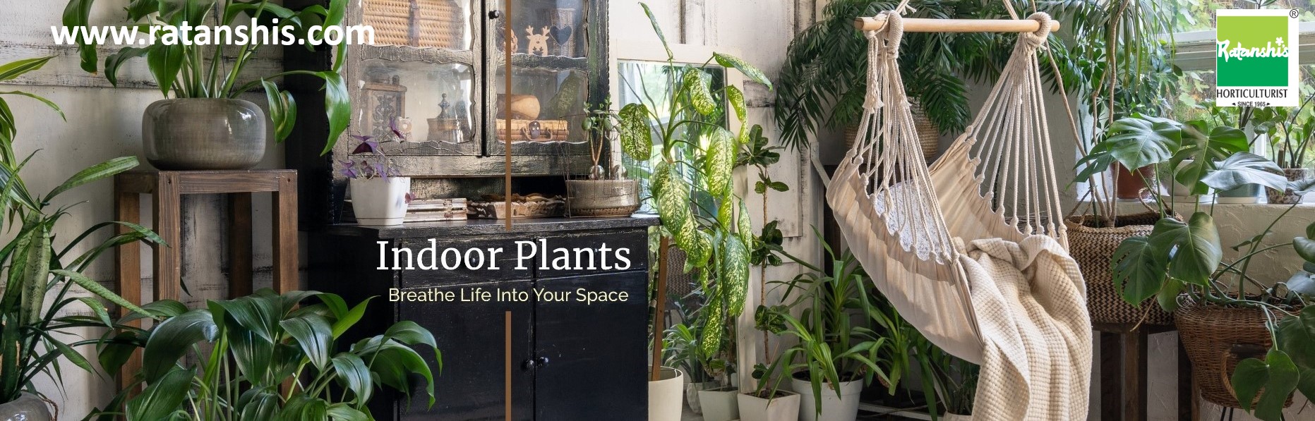 How to choose indoor plants for home décor?