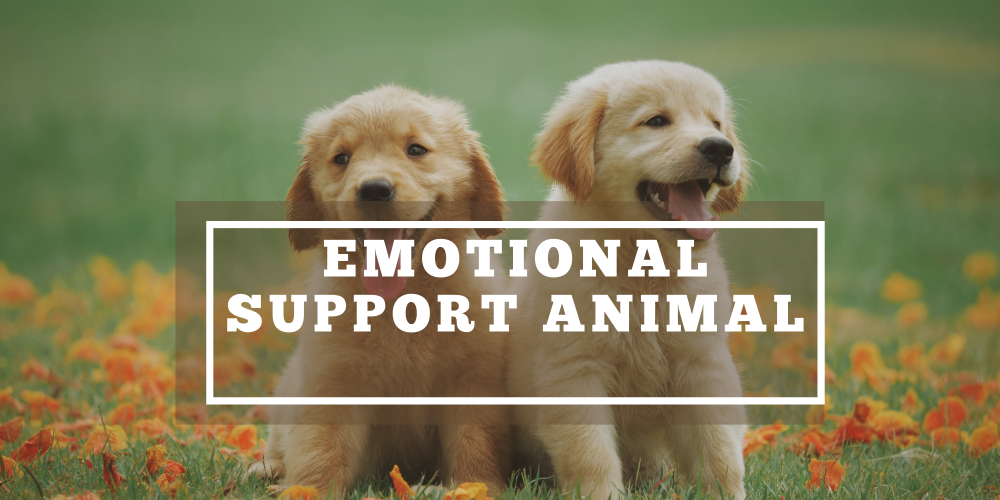 What is an Emotional Support Animal