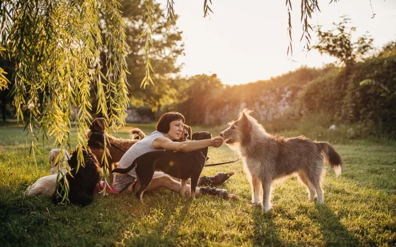 20 Best Emotional Support Dog Breeds