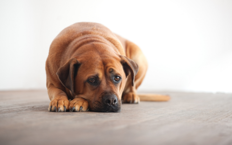 What is the use of Famotidine for dogs?