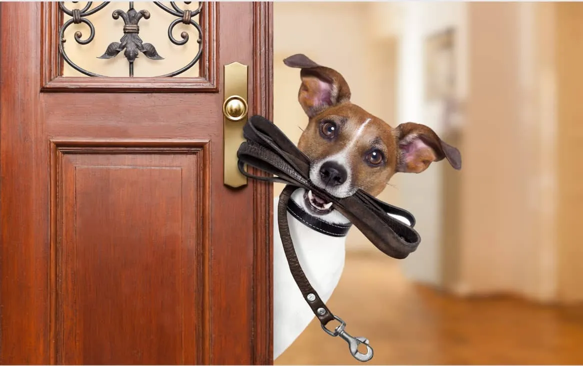 Everything you need to know about Dog Collar