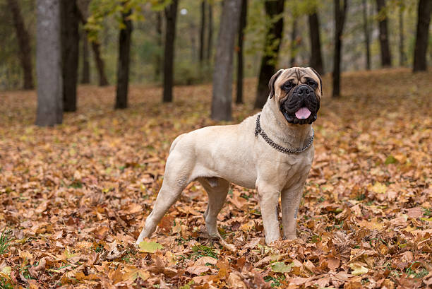 Bullmastiff puppies for sale