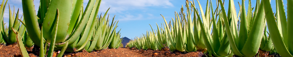 Covid-Υγεία-Συμπληρώματα: Η θέση του ιδρυτή της BioGel