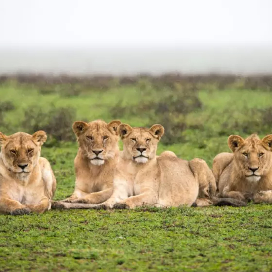 Why should I use Dav Safaris for my African Safari Tour?