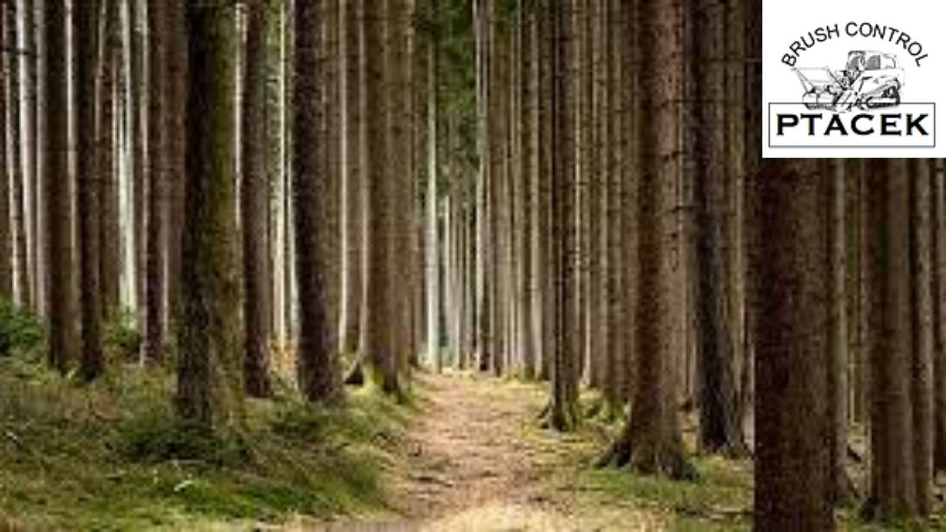 Using Forestry Mulching To Enhance The Look Of Your Yard