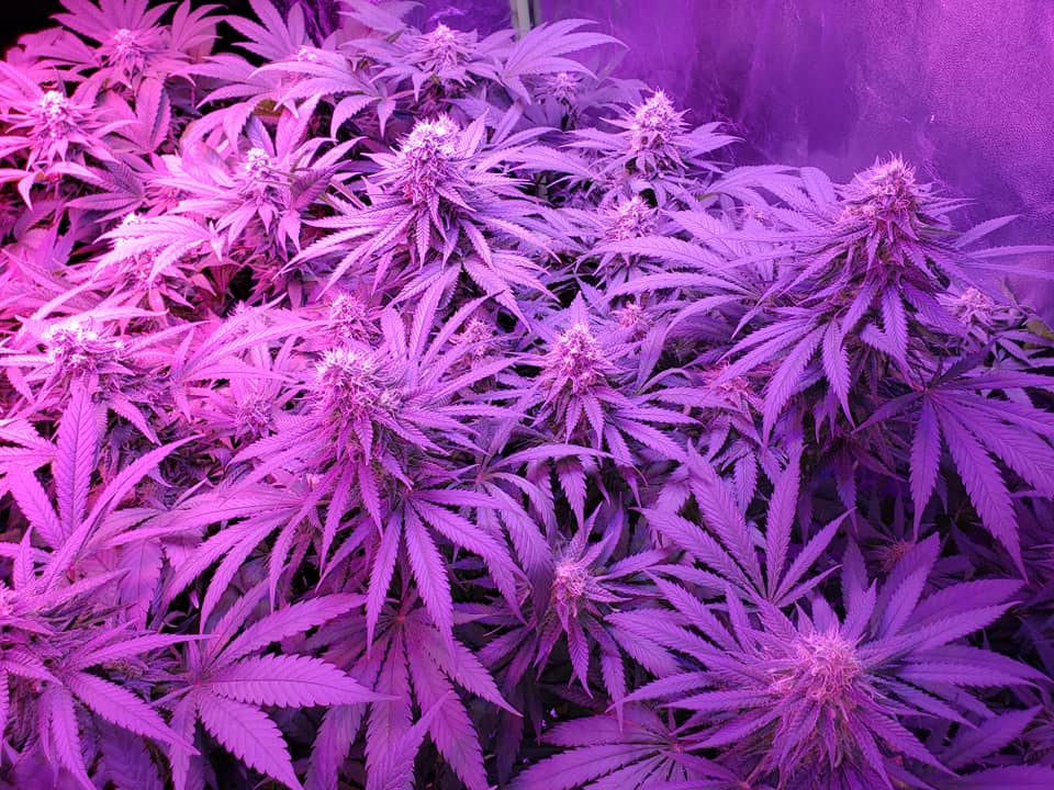 How can I keep my grow tent cool in the summer?
