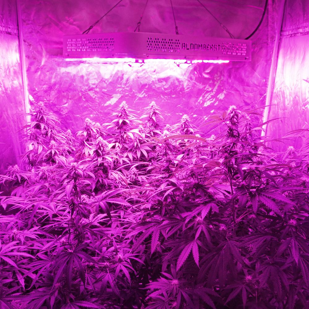 The Cheapest Grow Light for Growing Weed 2019
