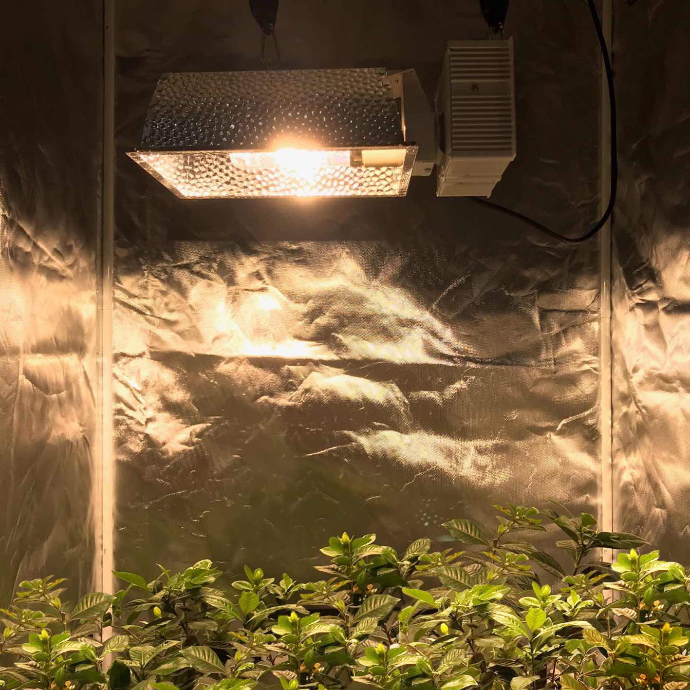 How to choose the best CMH grow light?