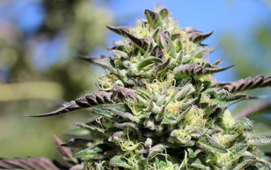 How to increase the yeild of cannabis?