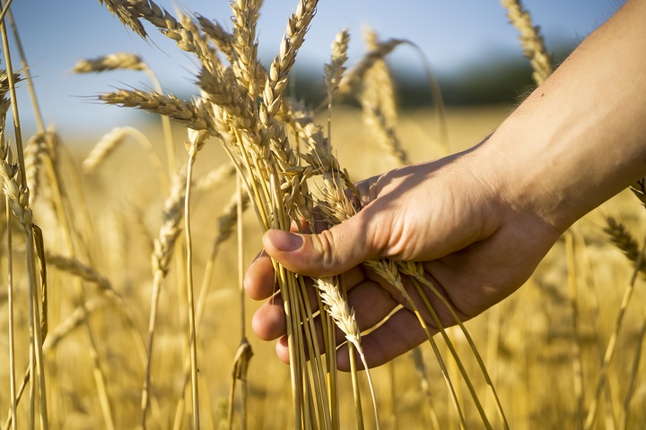 Flourishing Fields: A Comprehensive Analysis of the Grain Farming Market in 2023