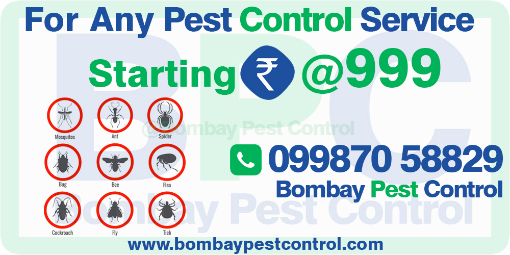Pest Control in Vithalwadi