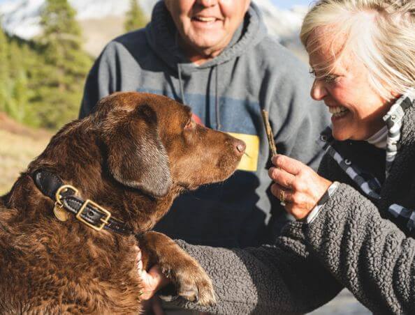 The Easy way to Best Dog Training in Delhi